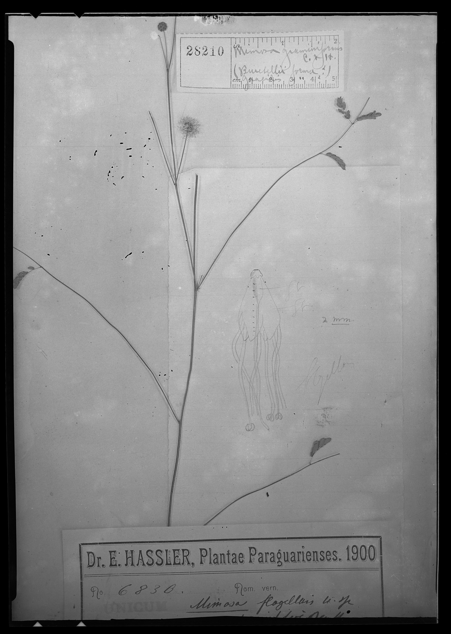 Mimosa graminiformis image