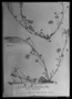 Archidendron clypearia image