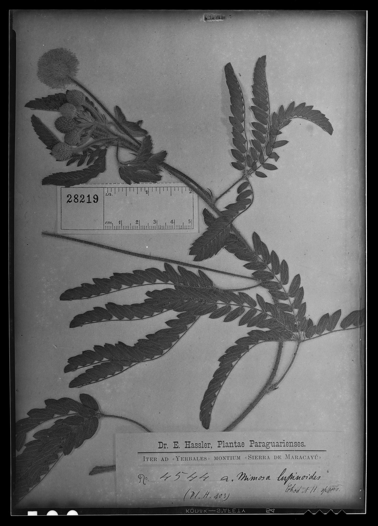 Mimosa lupinoides image