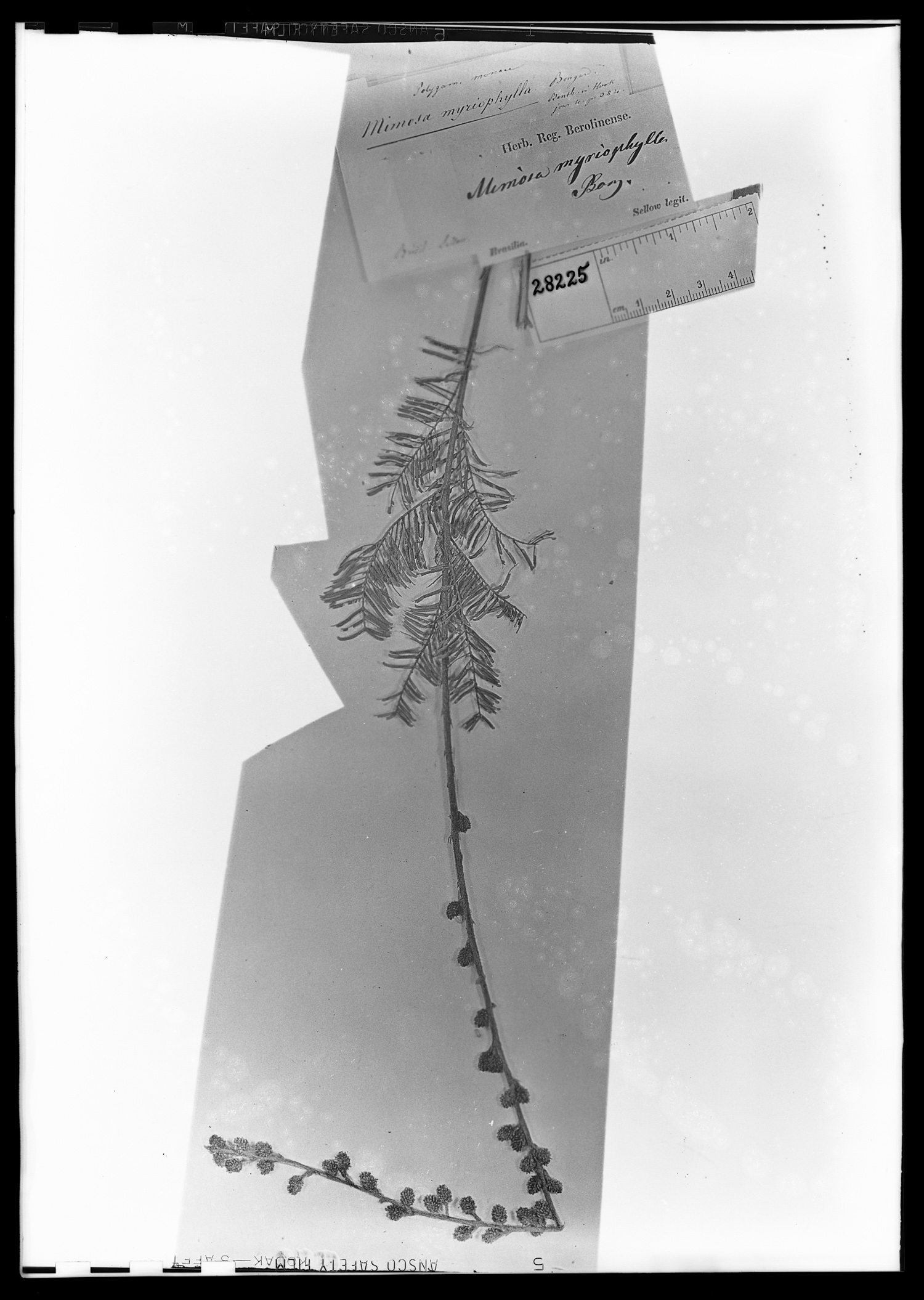 Mimosa myriophylla image