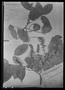 Pterocarpus amazonicus image