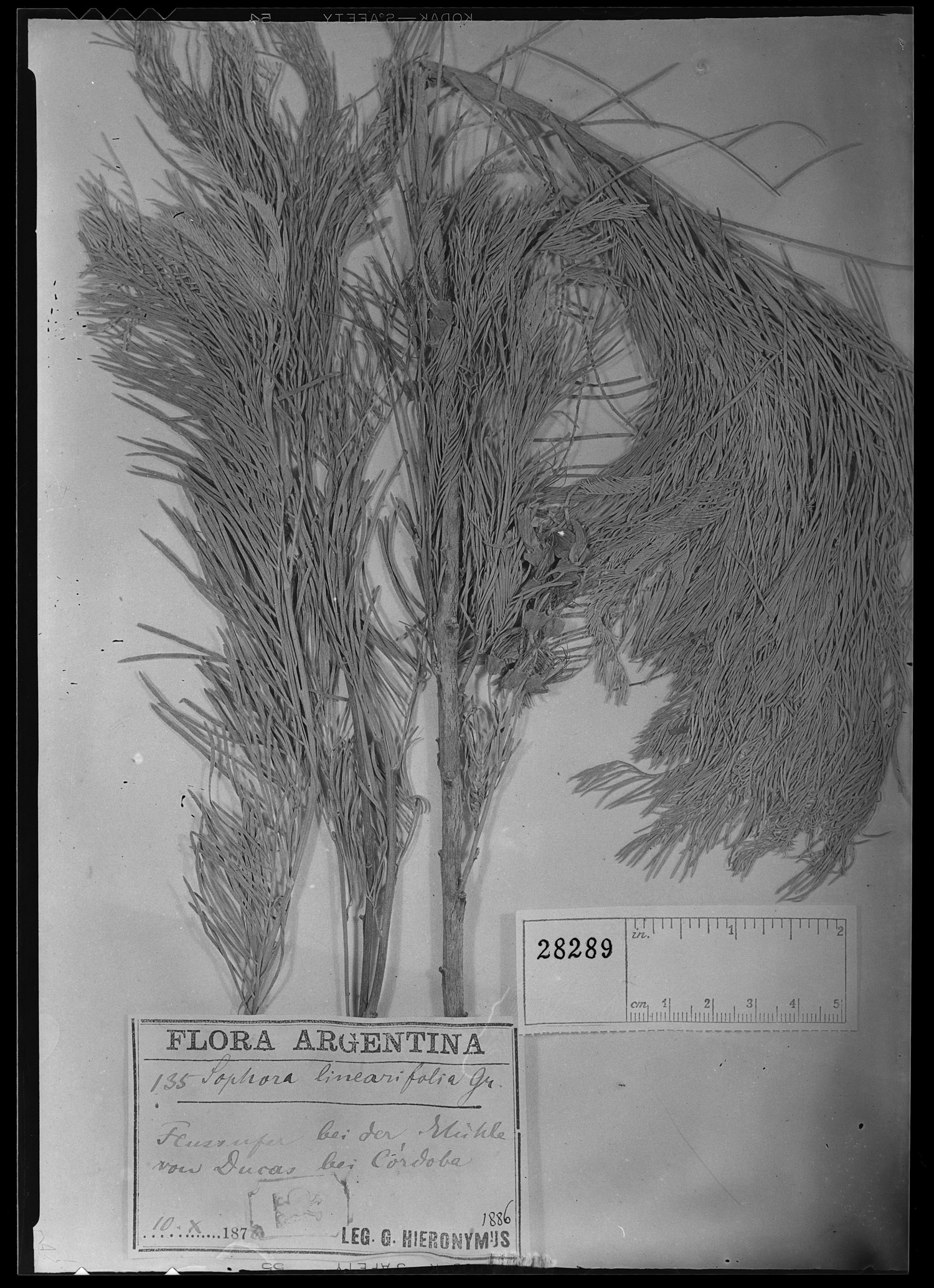 Sophora linearifolia image