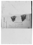 Azorella monantha image