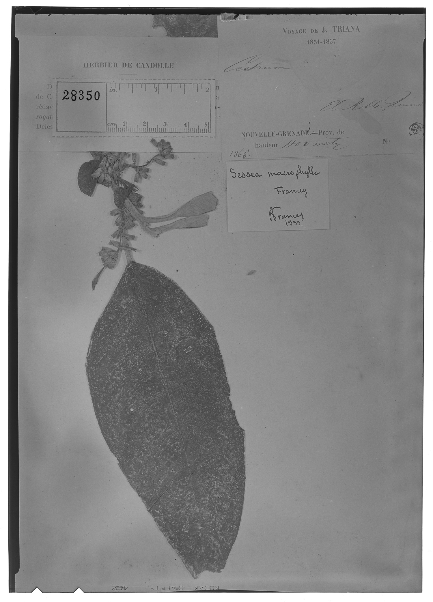 Sessea macrophylla image
