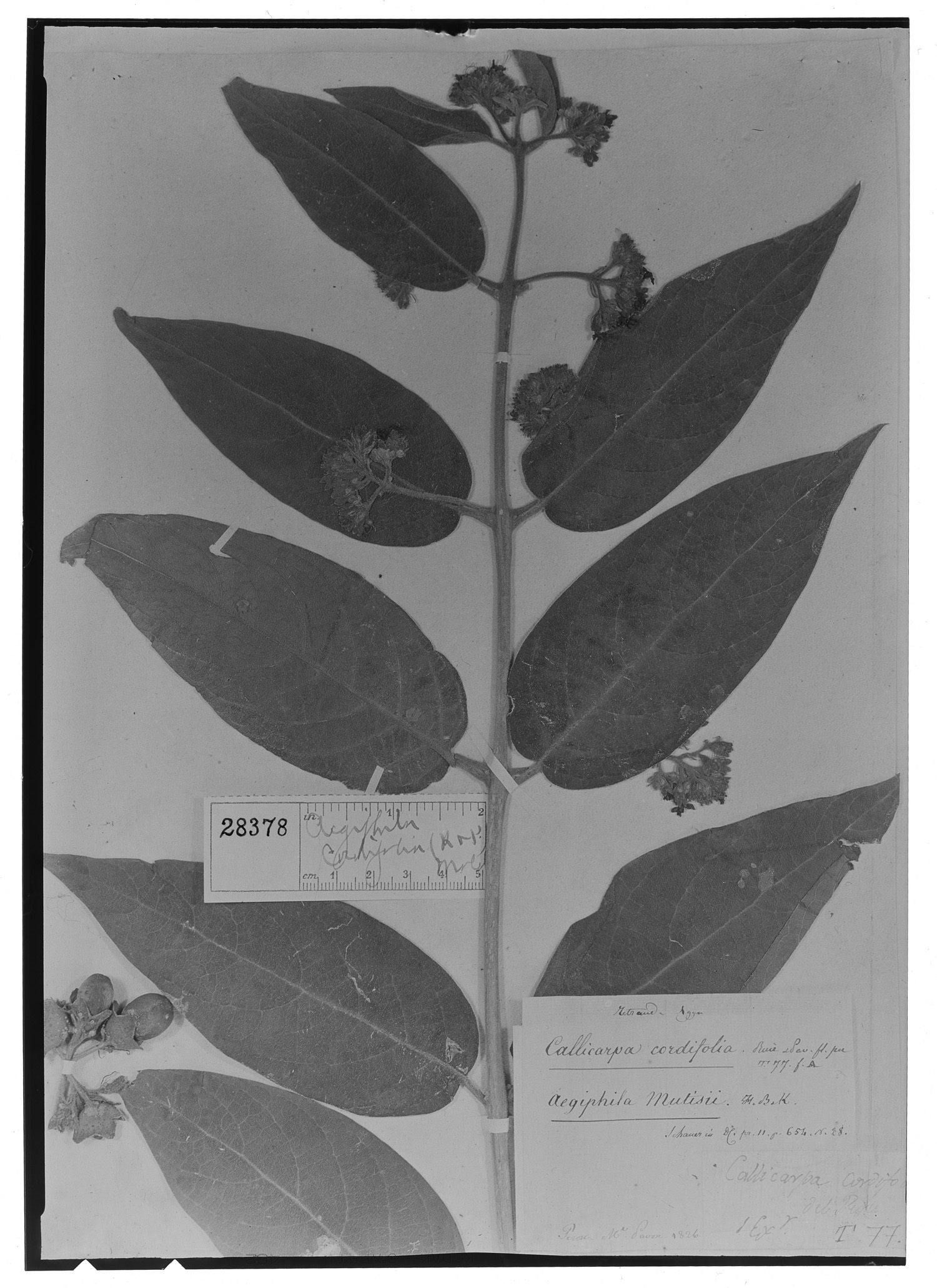 Callicarpa cordifolia image