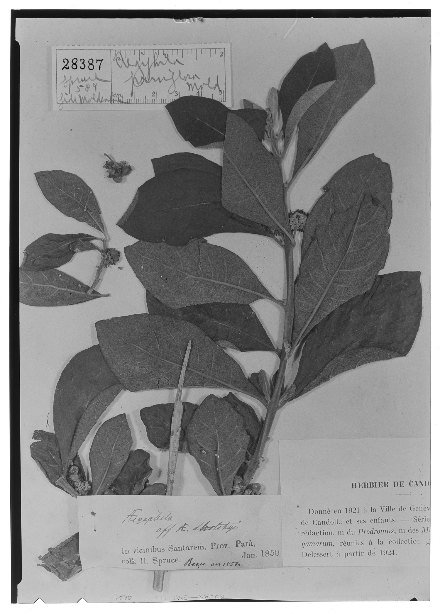 Aegiphila parviflora image