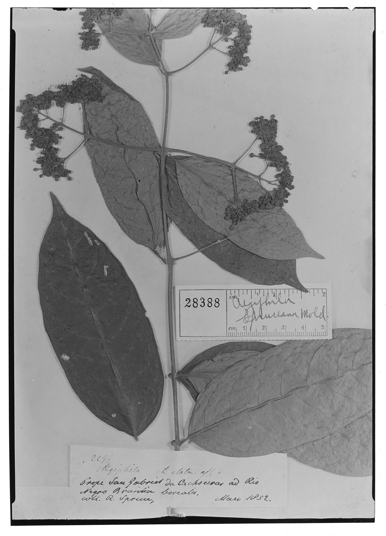 Aegiphila spruceana image