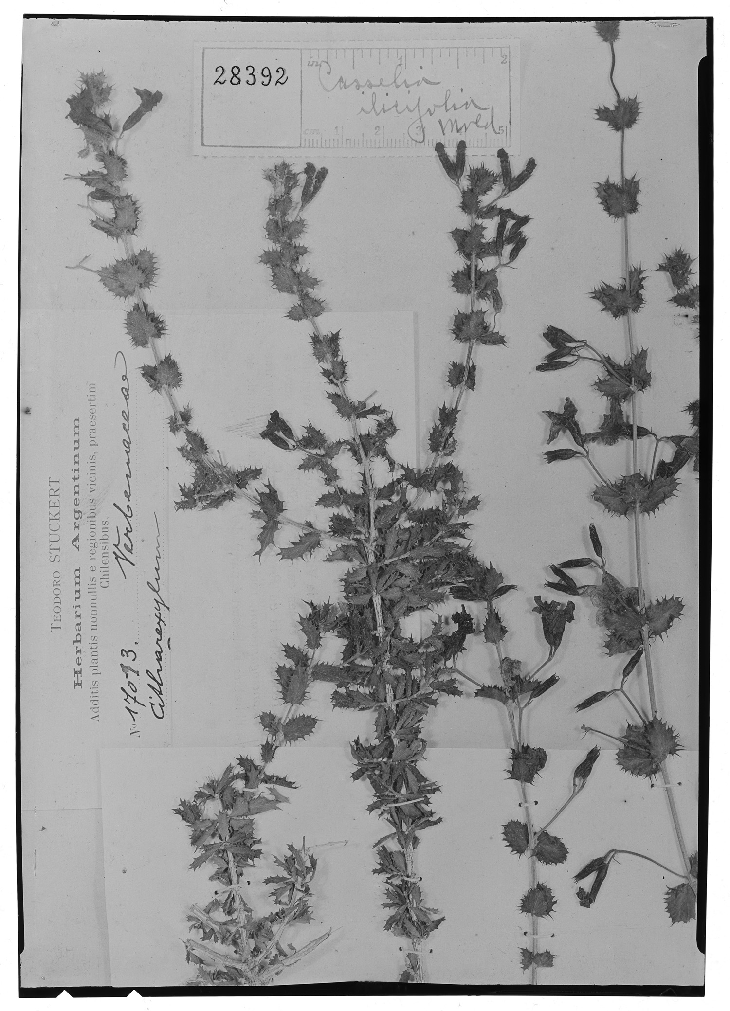Parodianthus ilicifolius image