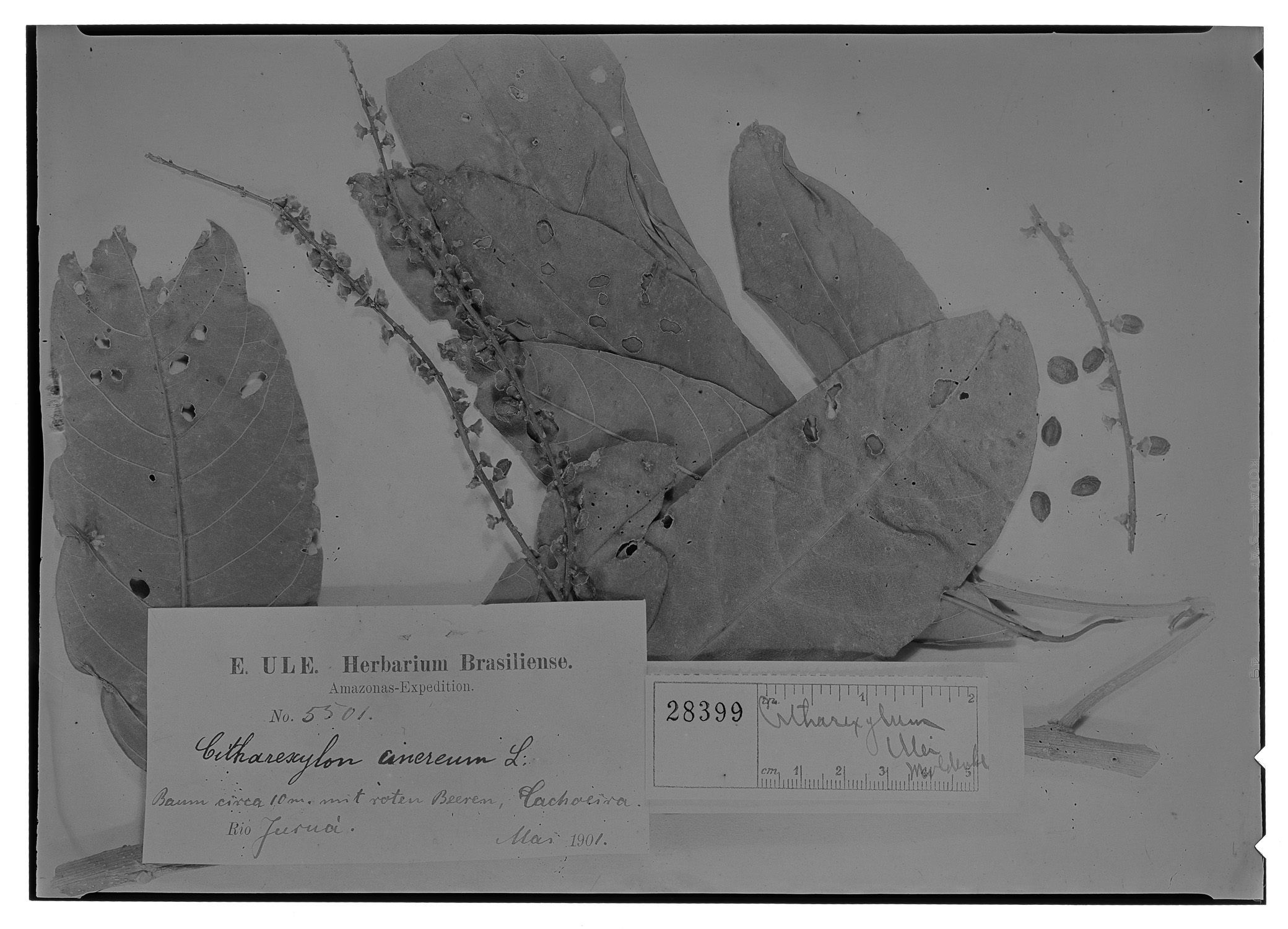 Citharexylum ulei image