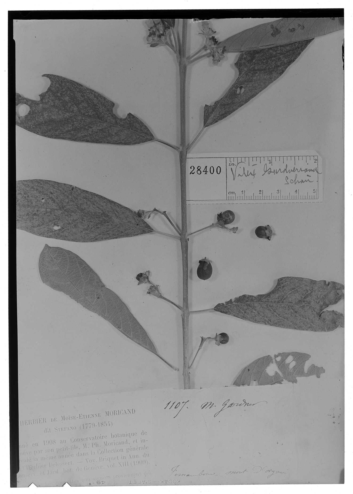 Vitex gardneriana image