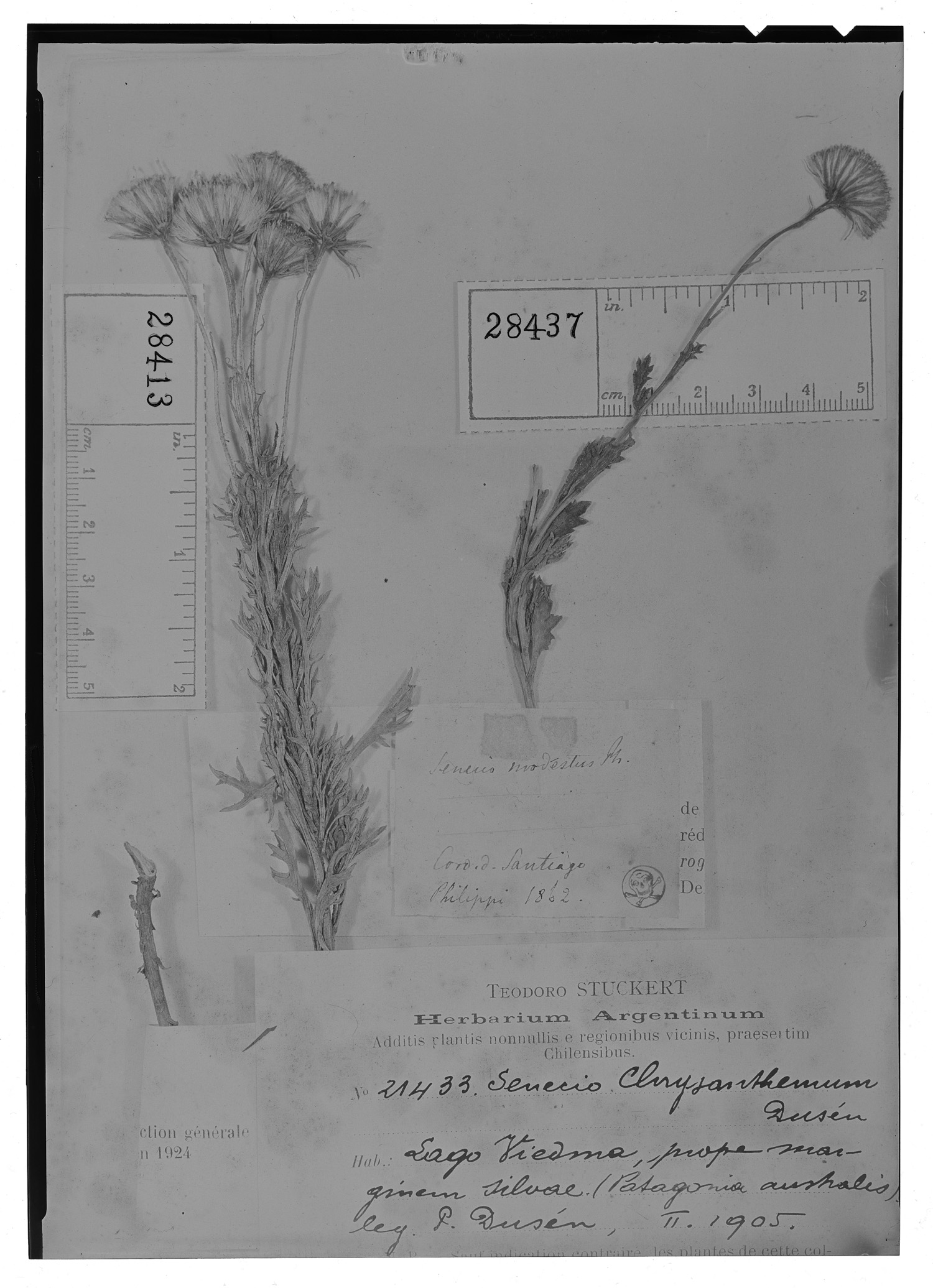 Senecio chrysanthemum image