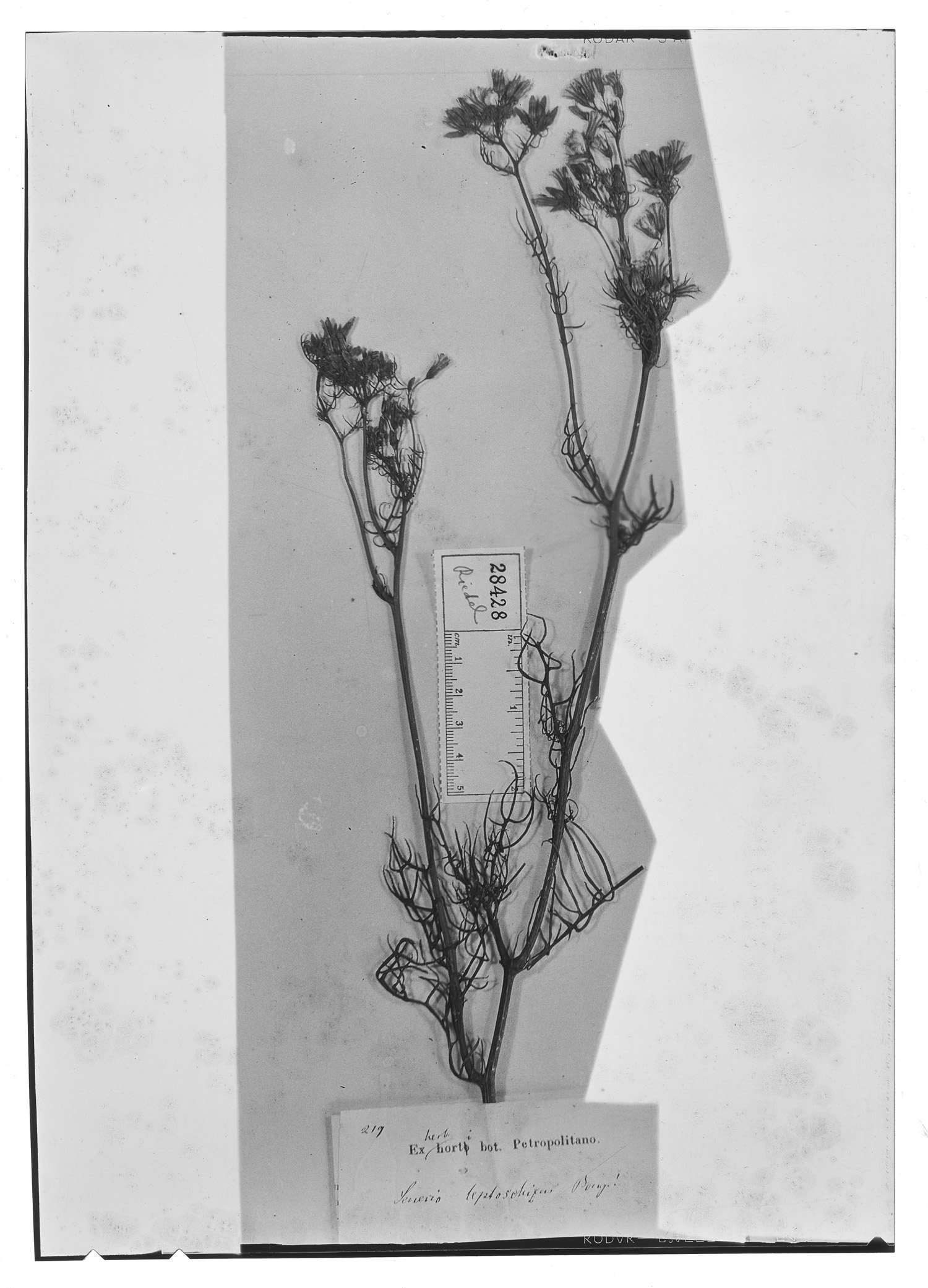 Senecio leptoschizus image