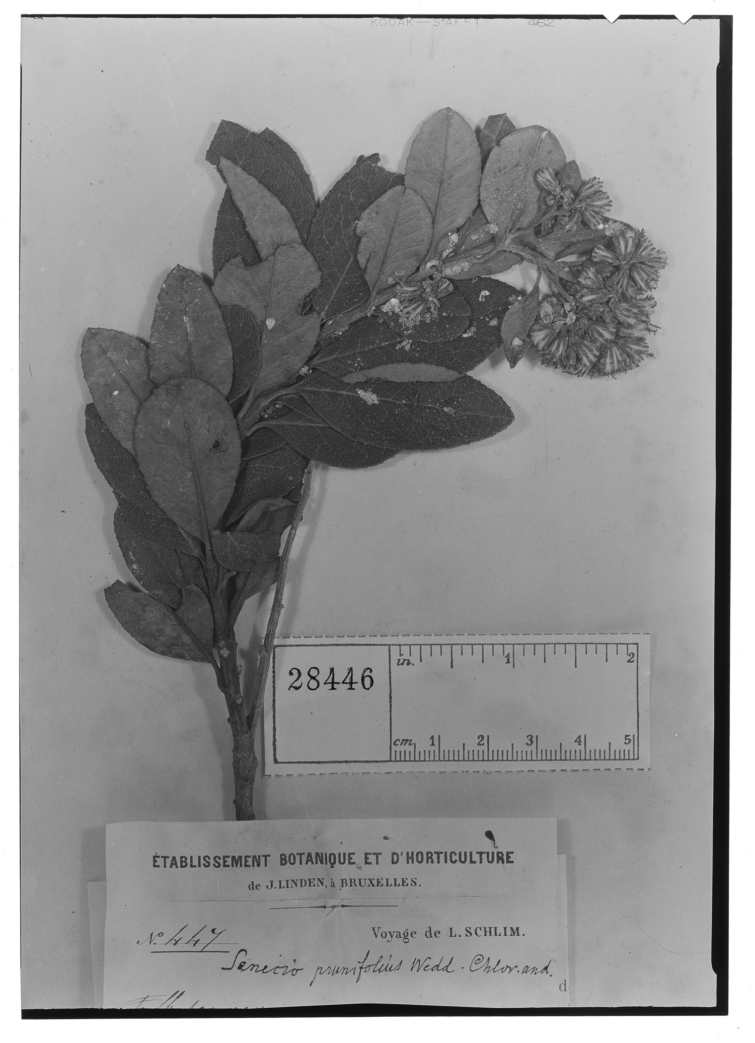 Monticalia prunifolia image