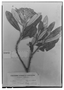 Monticalia tolimensis image