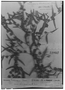 Vernonia balansae image