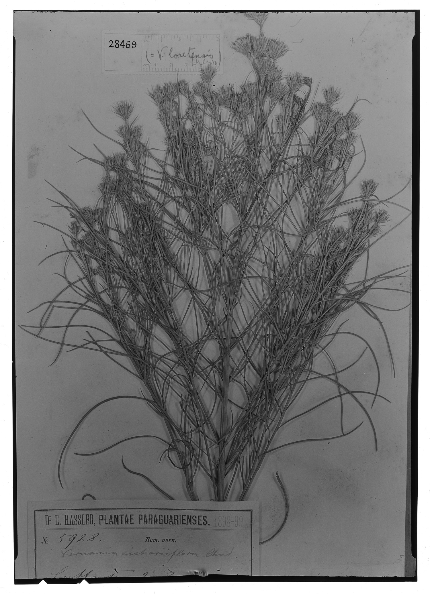 Vernonanthura cichoriifolia image