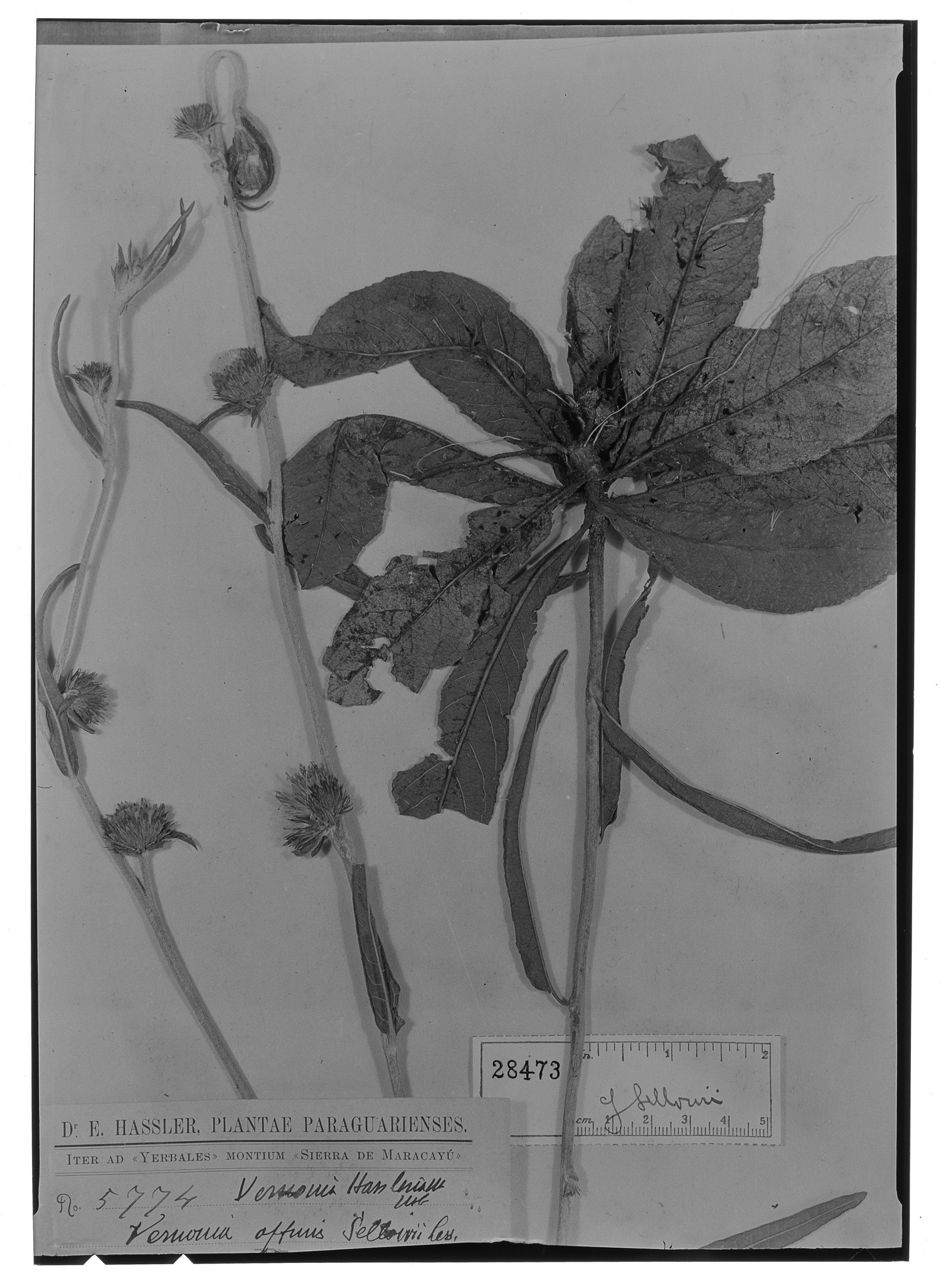 Lessingianthus hasslerianus image