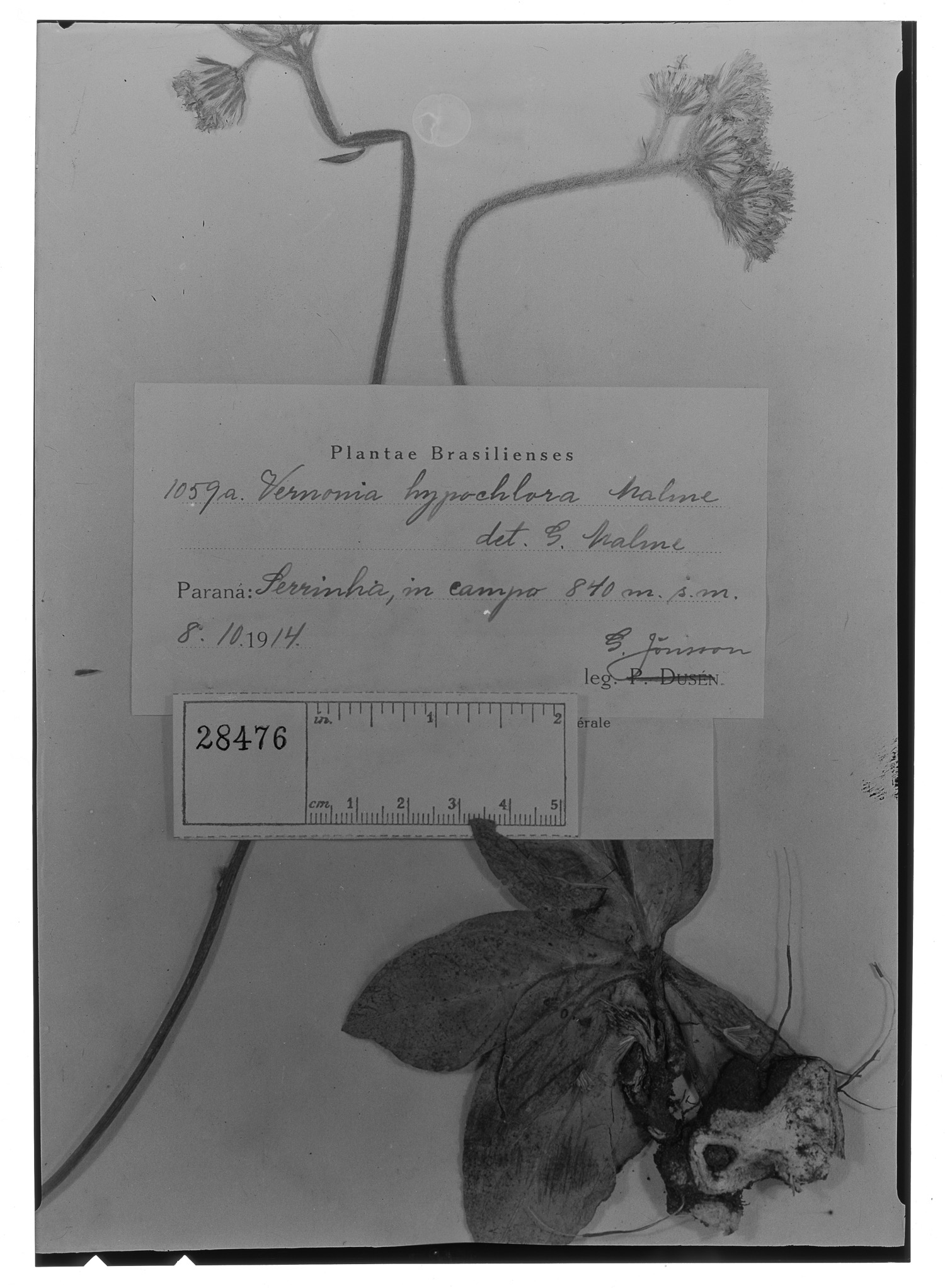 Chrysolaena oligophylla image