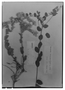Lepidaploa mucronifolia image