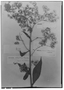 Dasyanthina palustris image