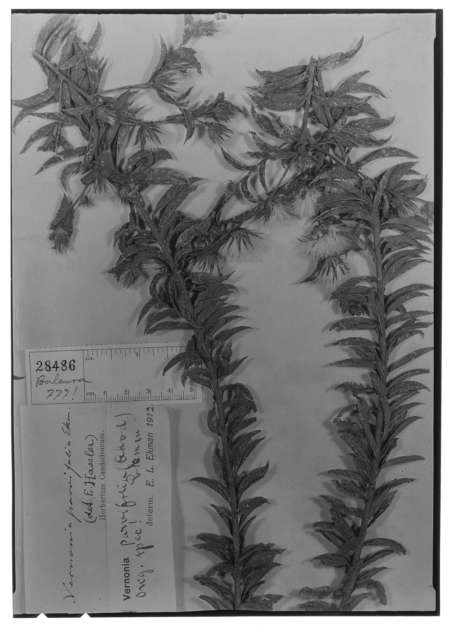 Lessingianthus parvifolius image