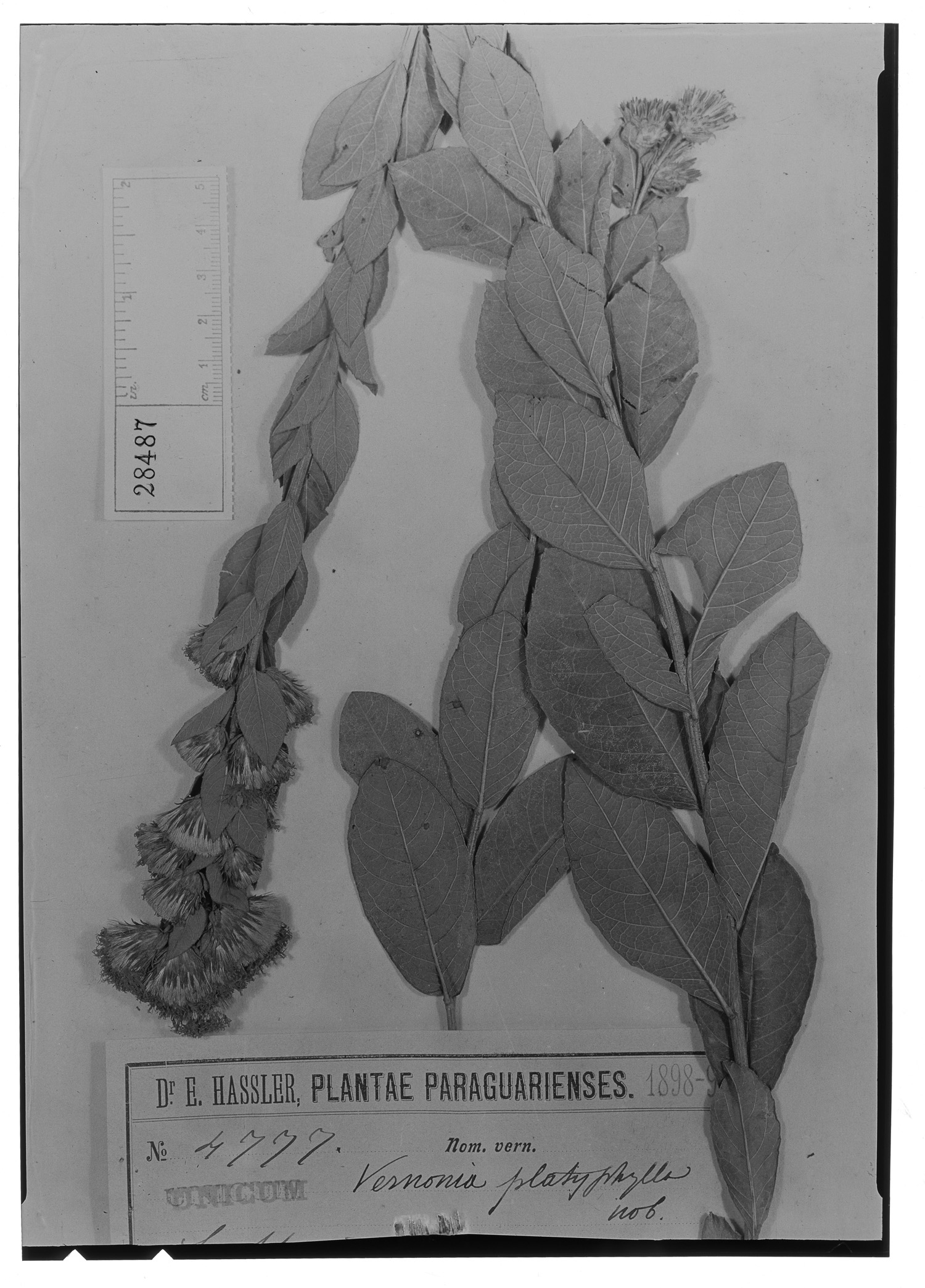 Vernonia platyphylla image