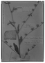 Vernonia remotiflora image