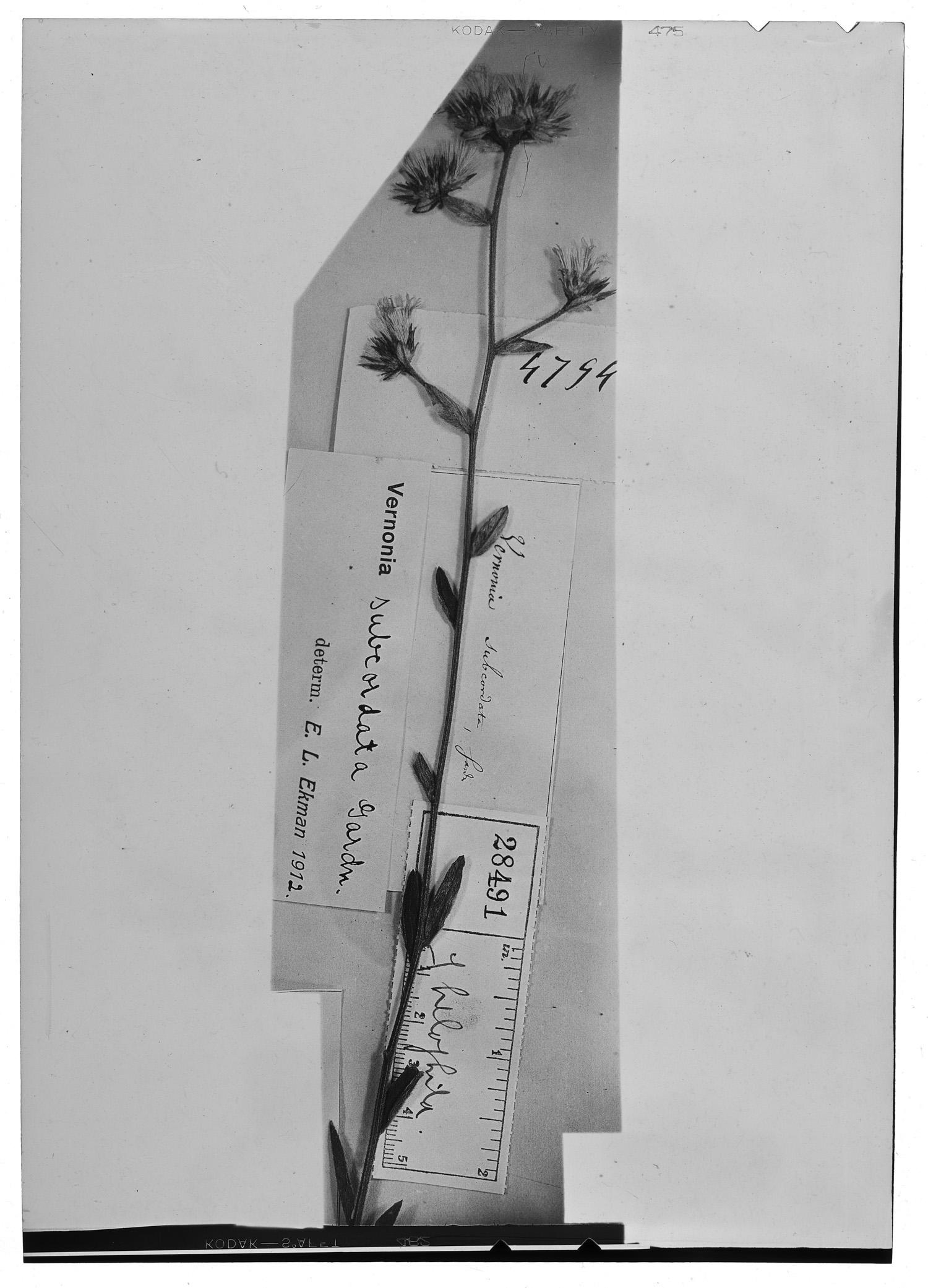 Lepidaploa helophila image
