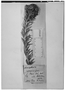 Lychnophora rosmarinifolia image