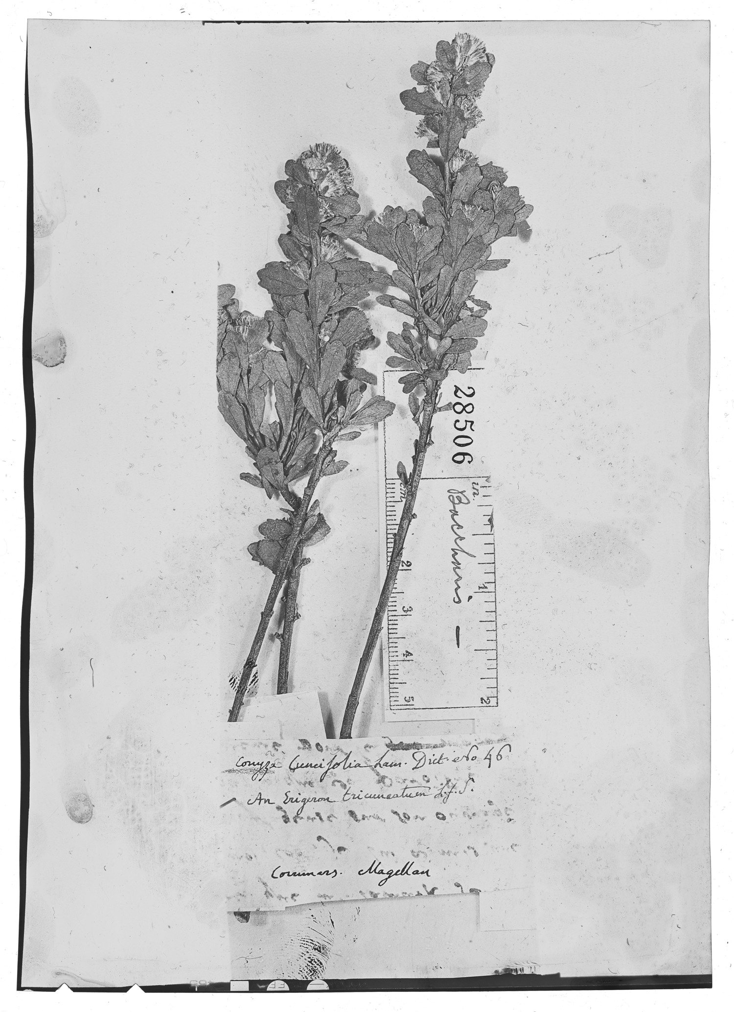 Baccharis cuneifolia image