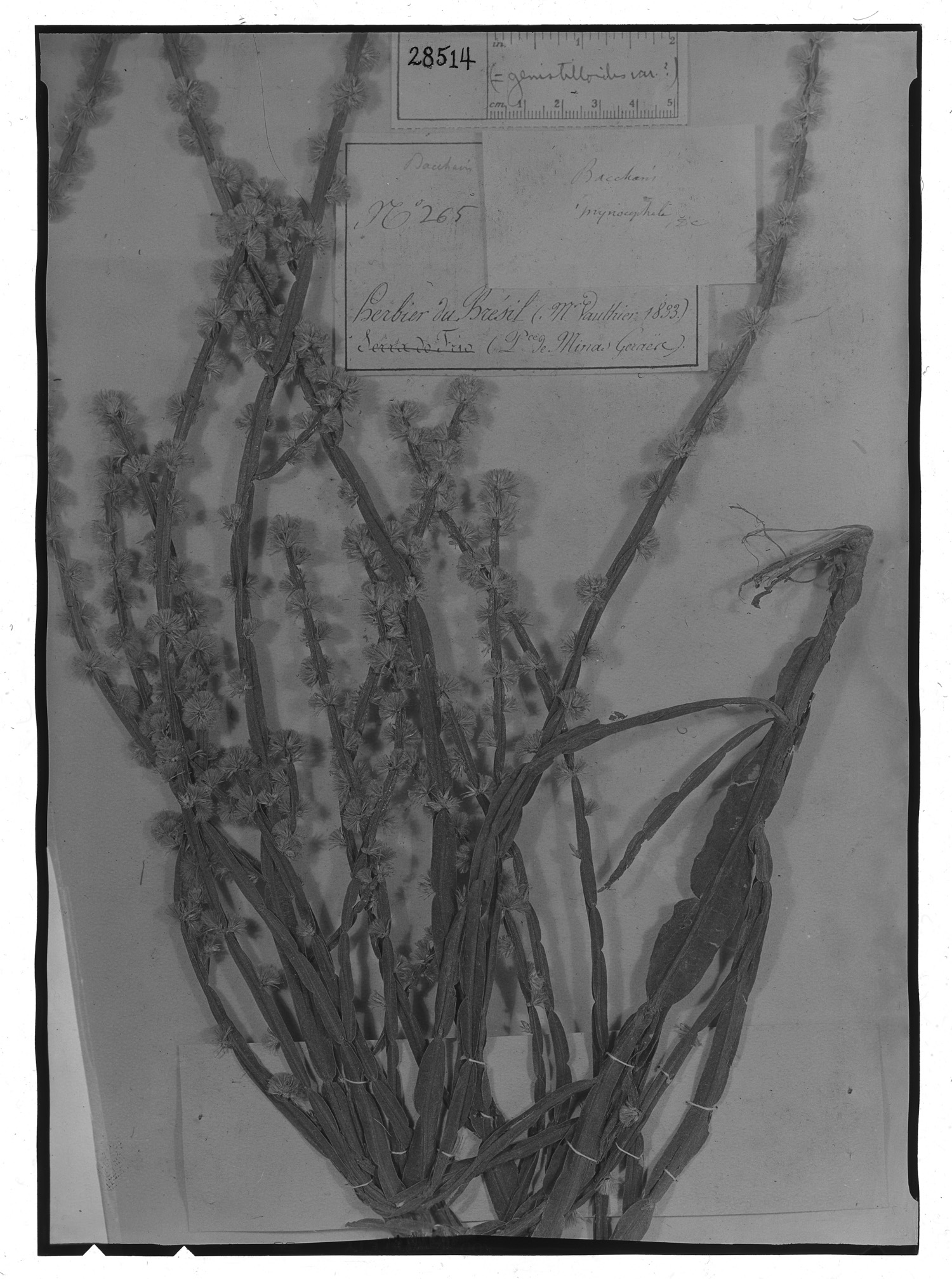 Baccharis myriocephala image
