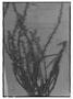 Baccharis myriocephala image