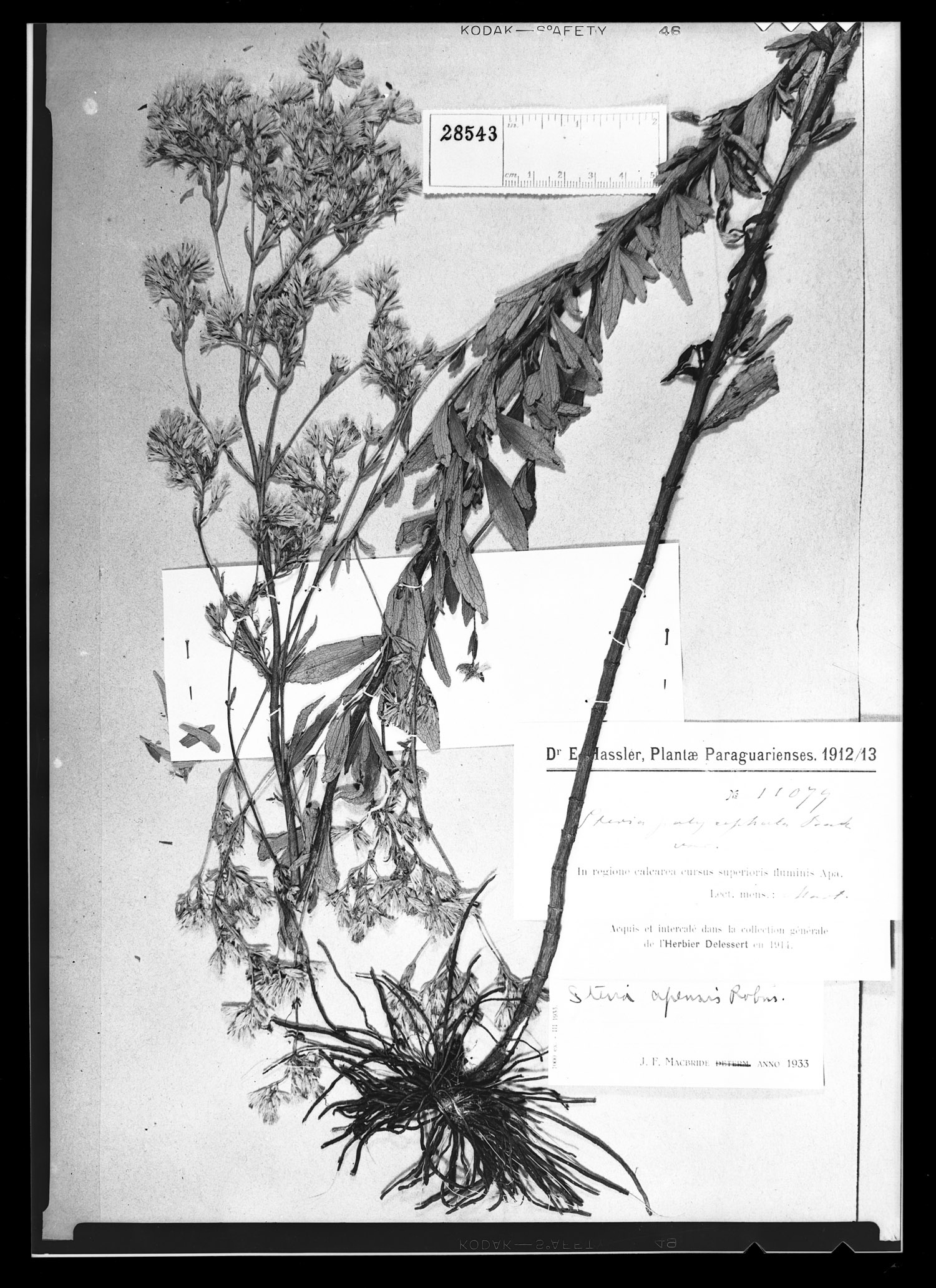 Stevia apensis image