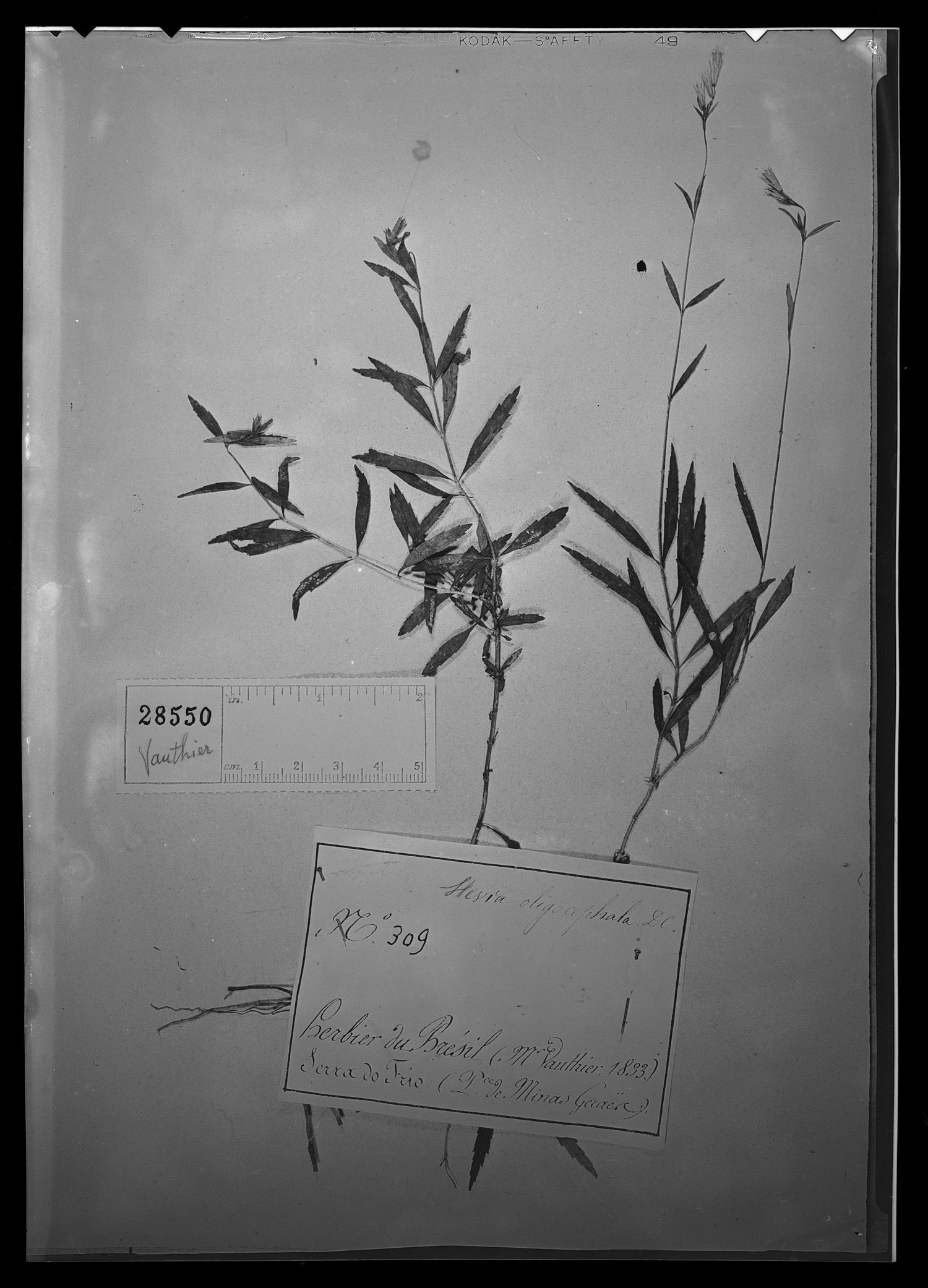 Stevia oligocephala image