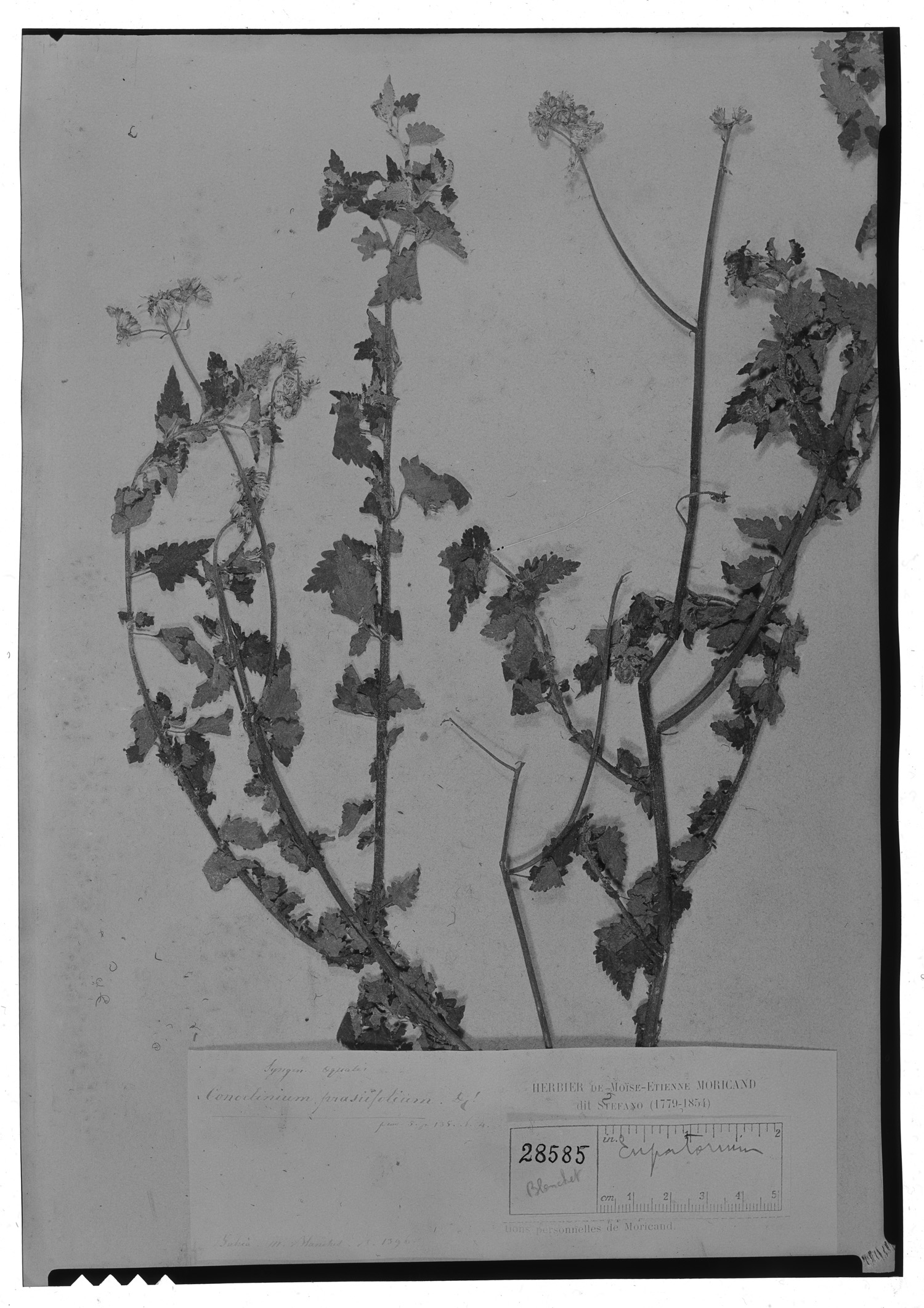 Fleischmannia prasiifolia image