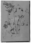 Fleischmannia remotifolia image