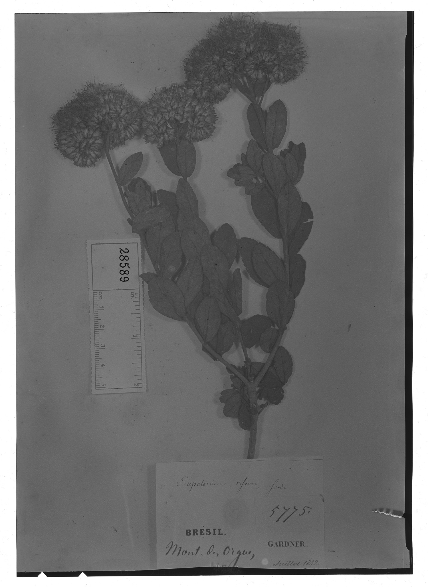 Eupatorium roseum image