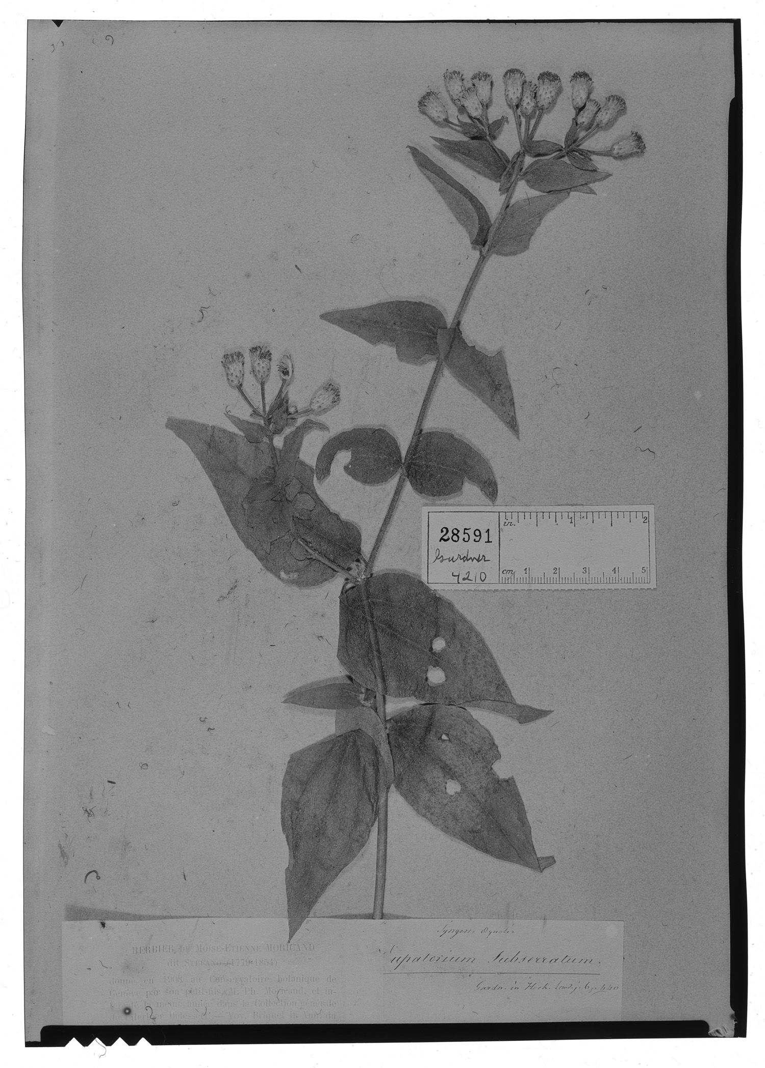 Chromolaena mucronata image