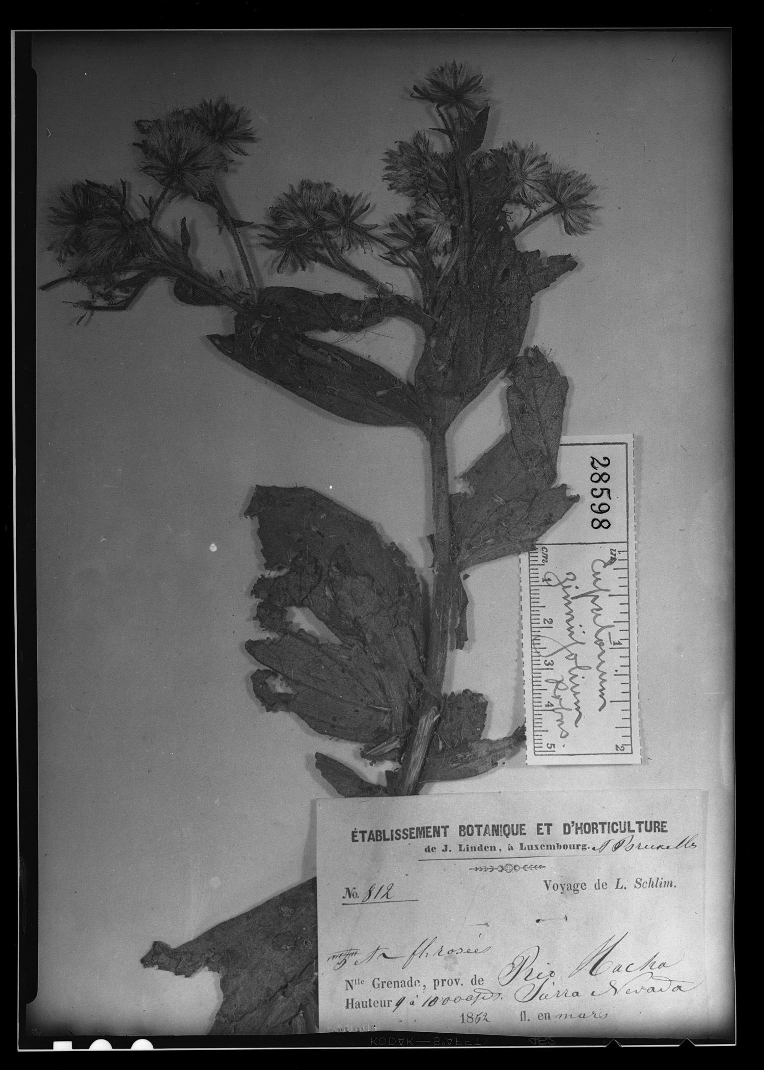 Ageratina zinniifolia image