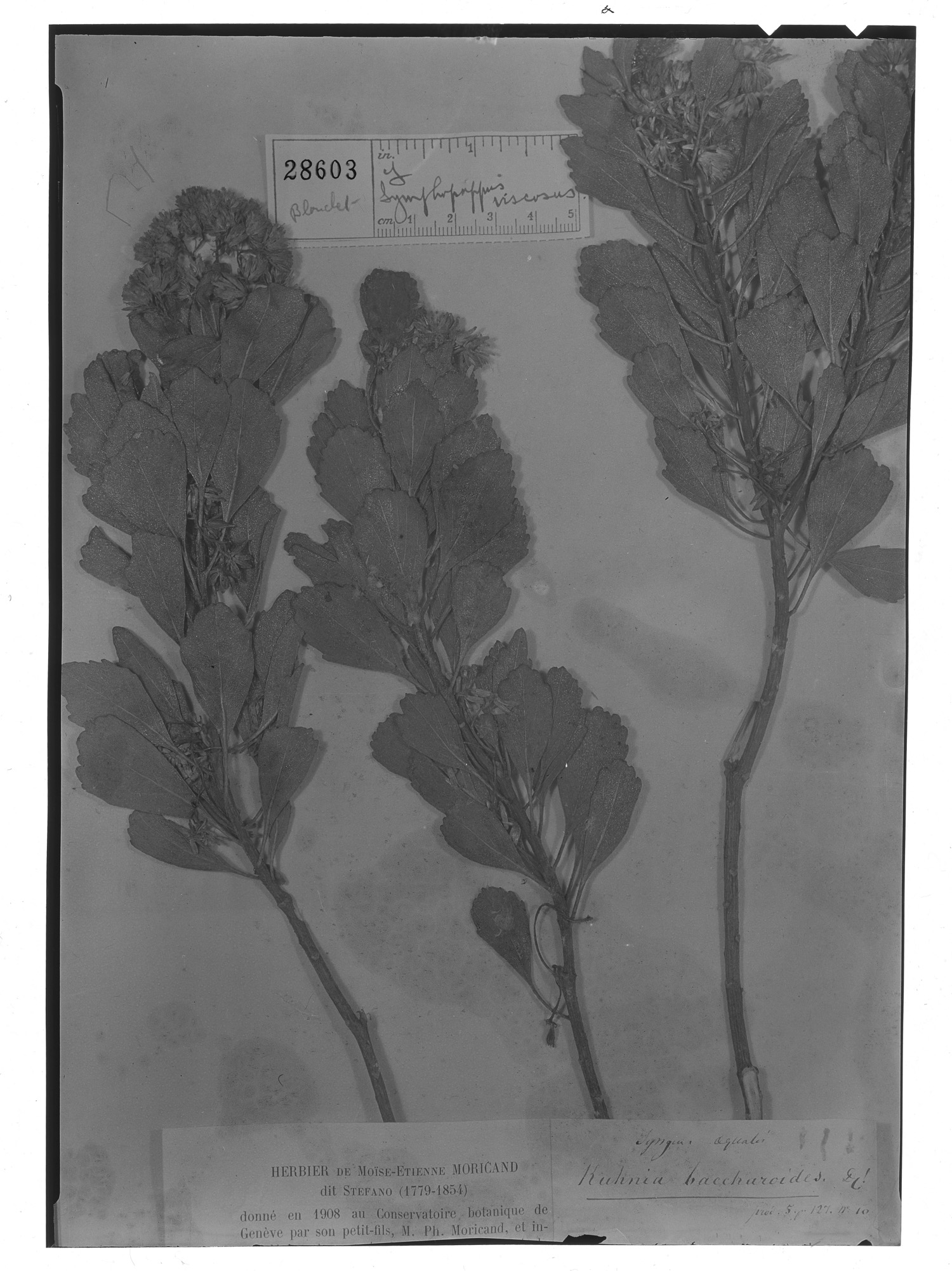Bahianthus viscosus image
