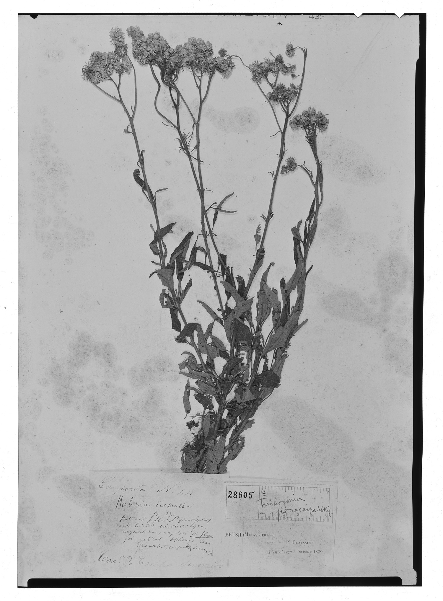 Trichogoniopsis image