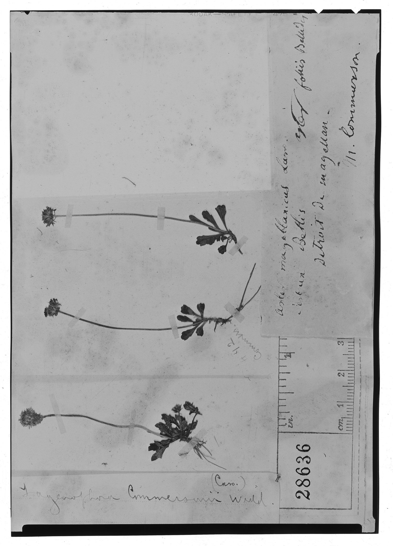 Lagenophora nudicaulis image