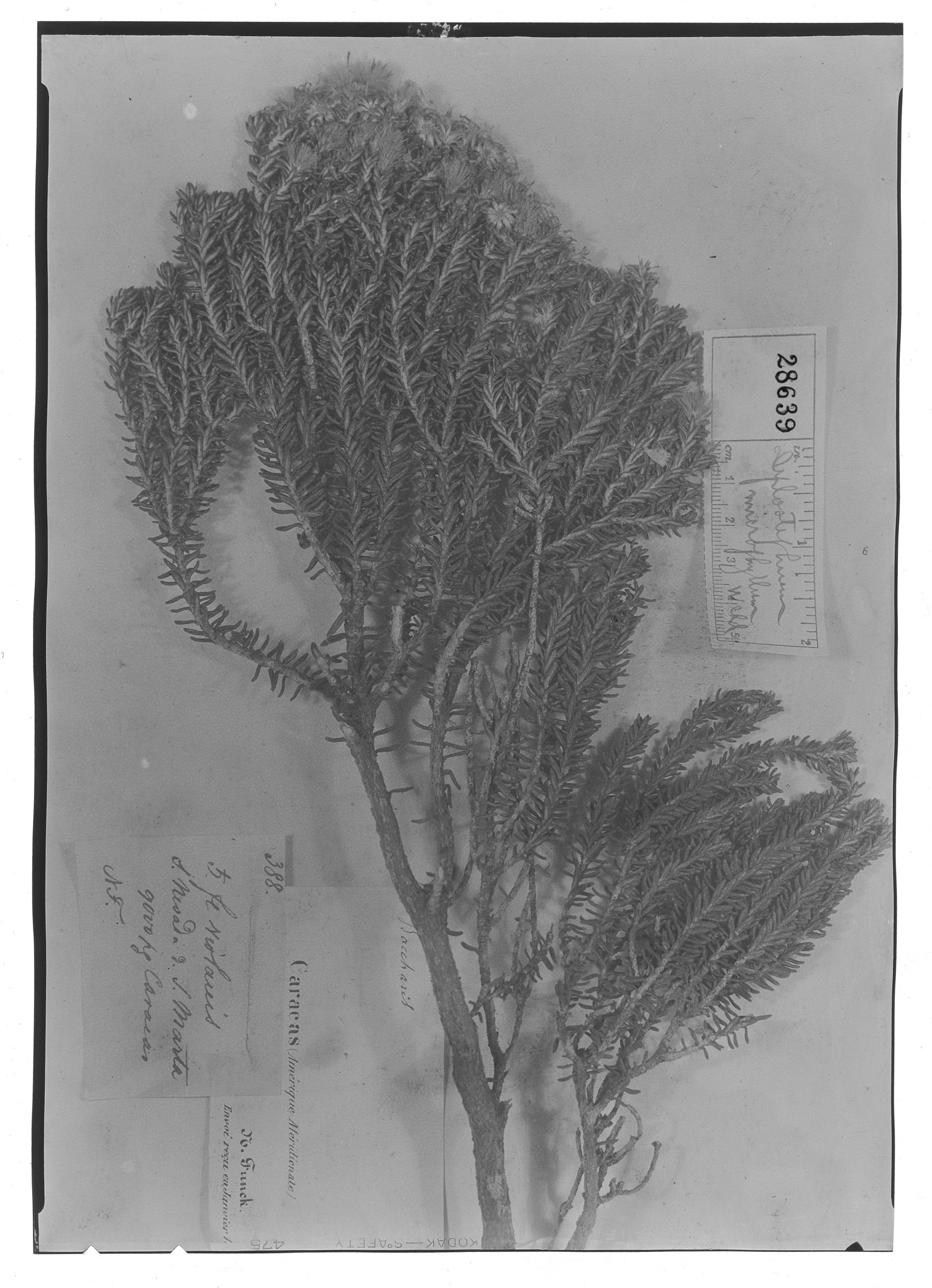 Diplostephium parvifolium image