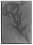 Tessaria dodoneifolia image
