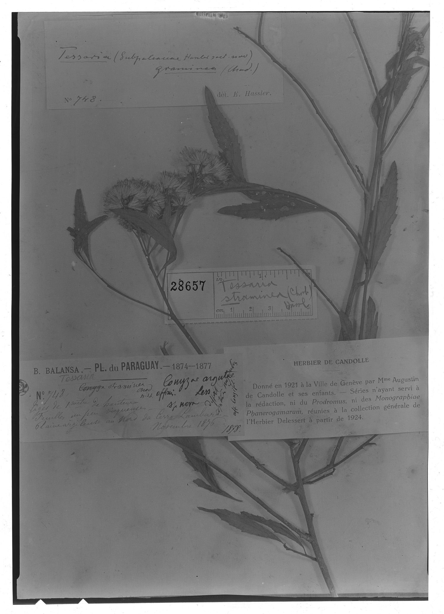 Tessaria dodoneifolia subsp. dodoneifolia image