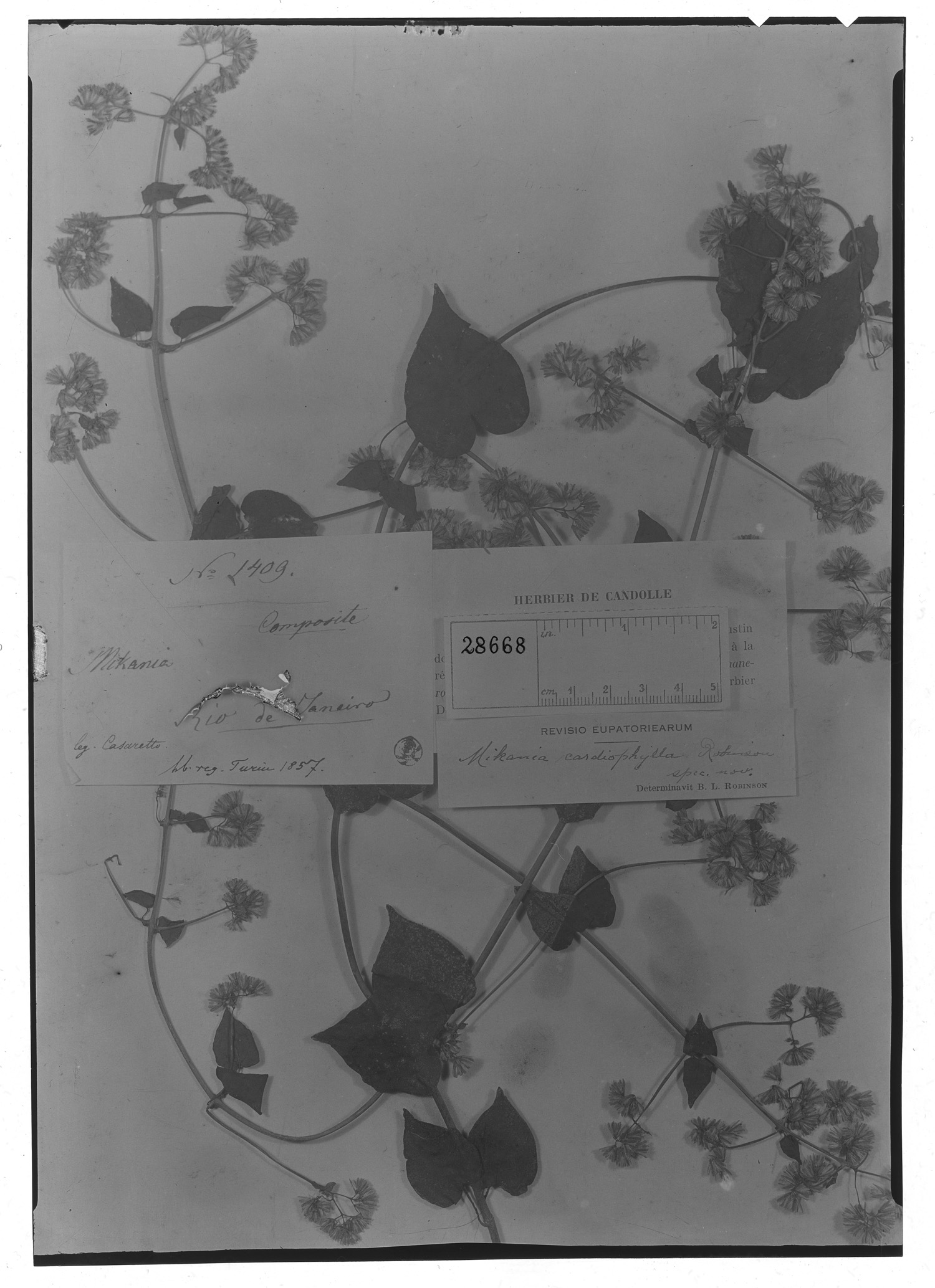 Mikania cardiophylla image