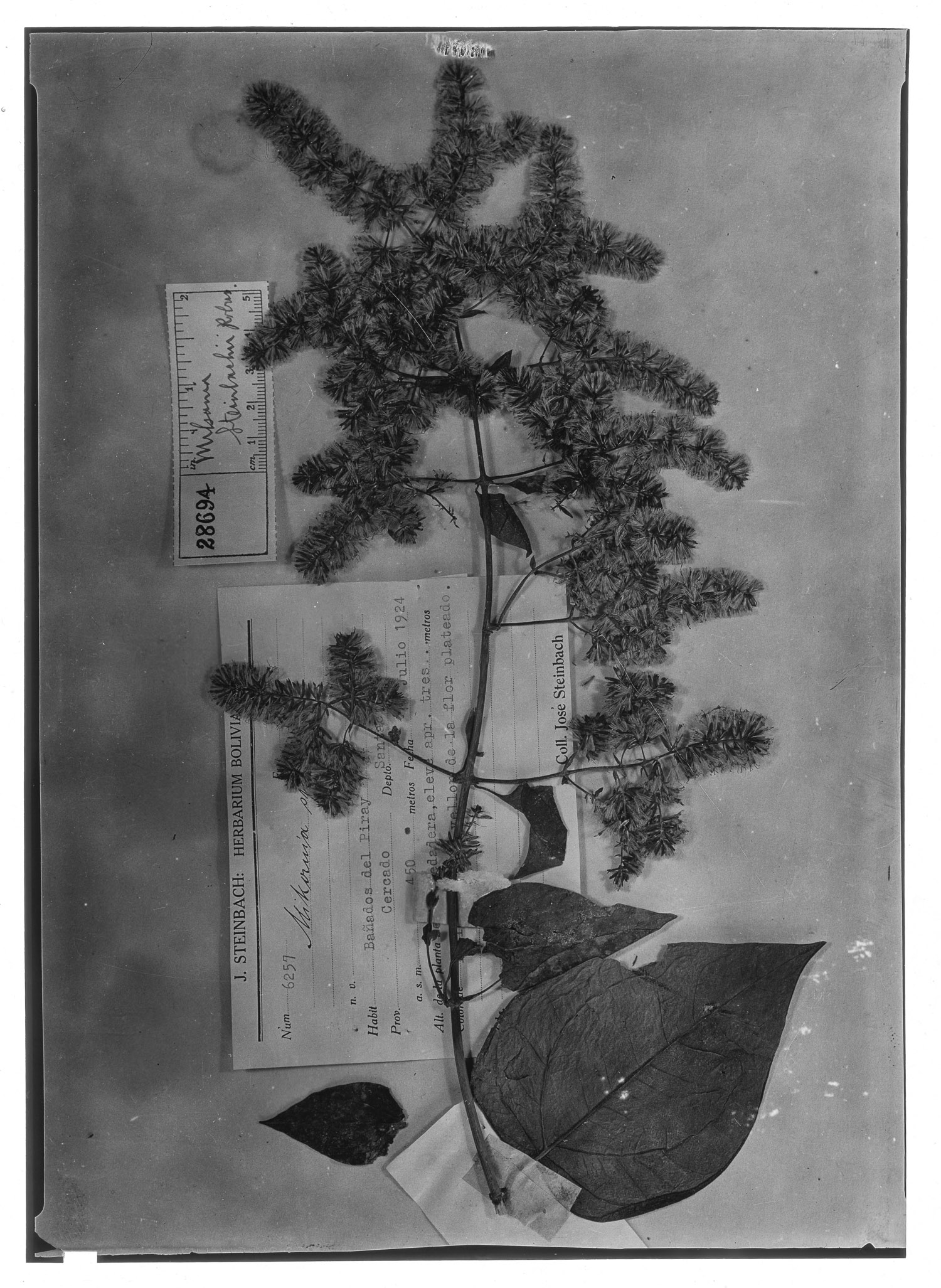 Mikania steinbachii image