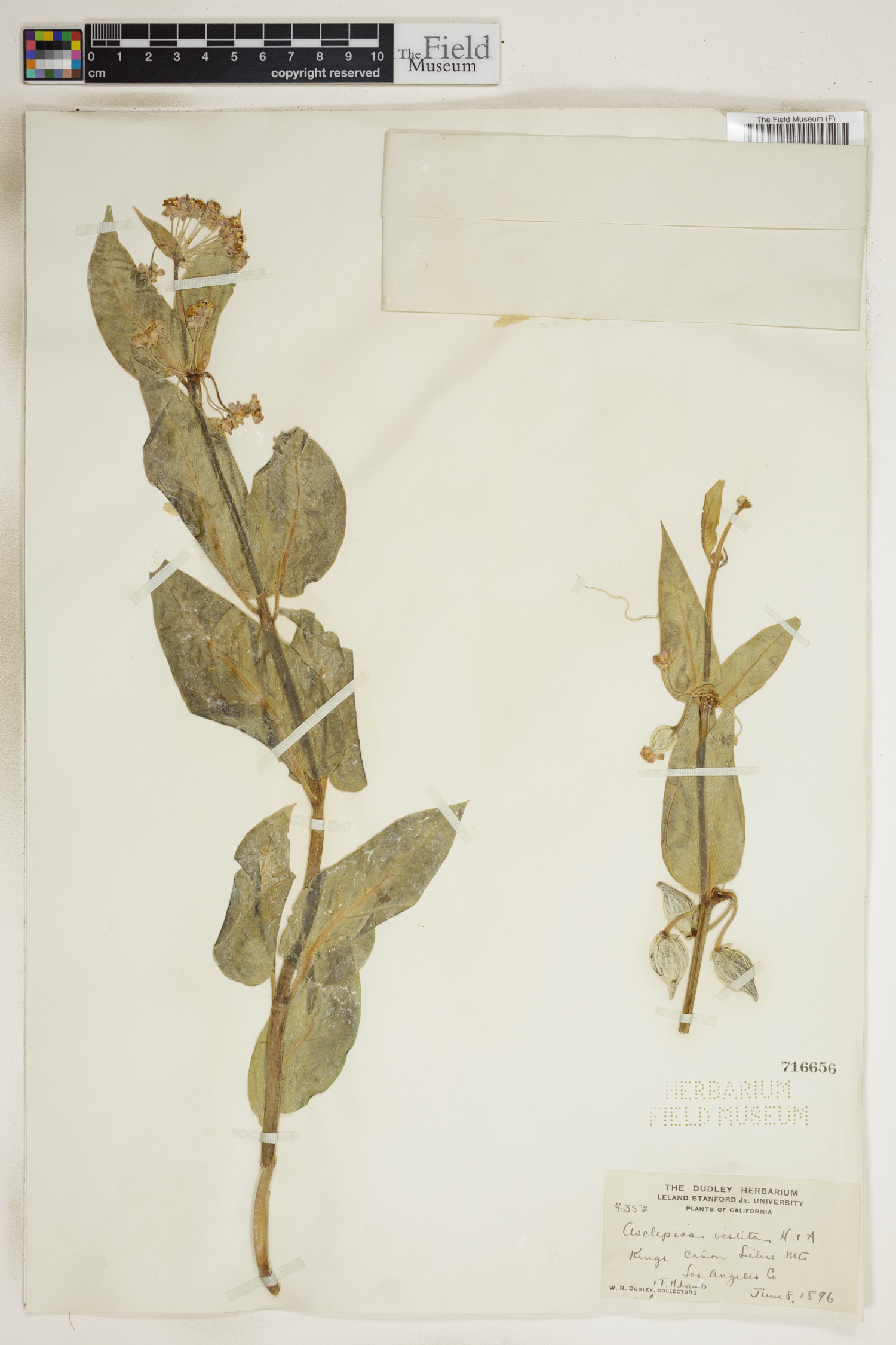 Asclepias vestita image