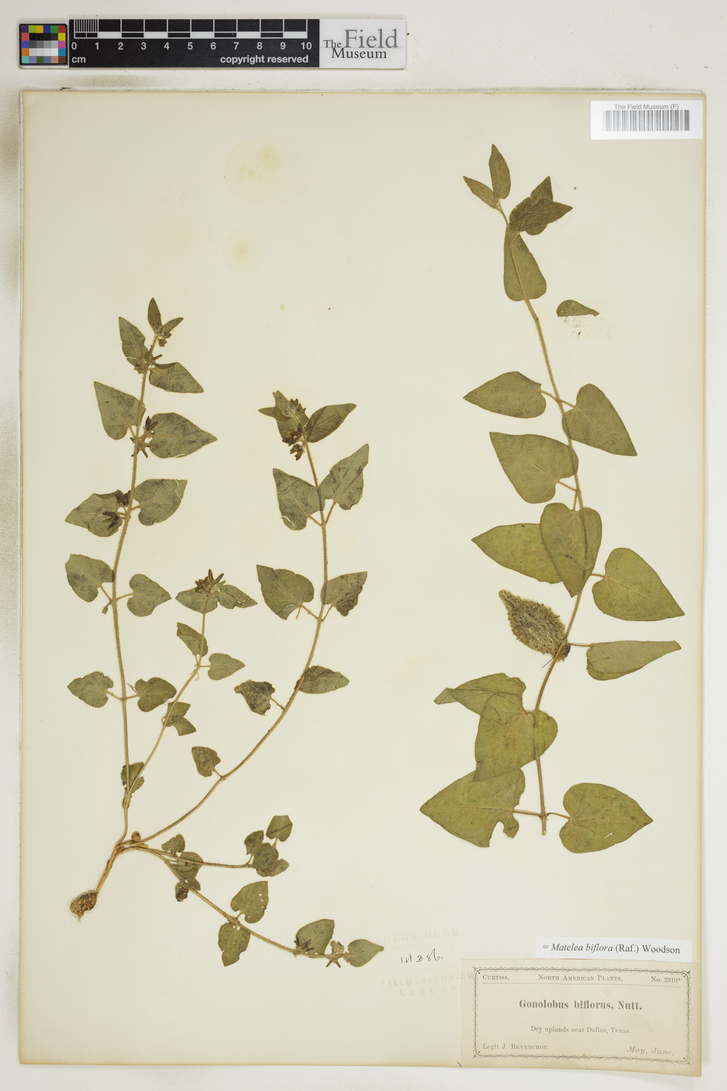 Matelea biflora image