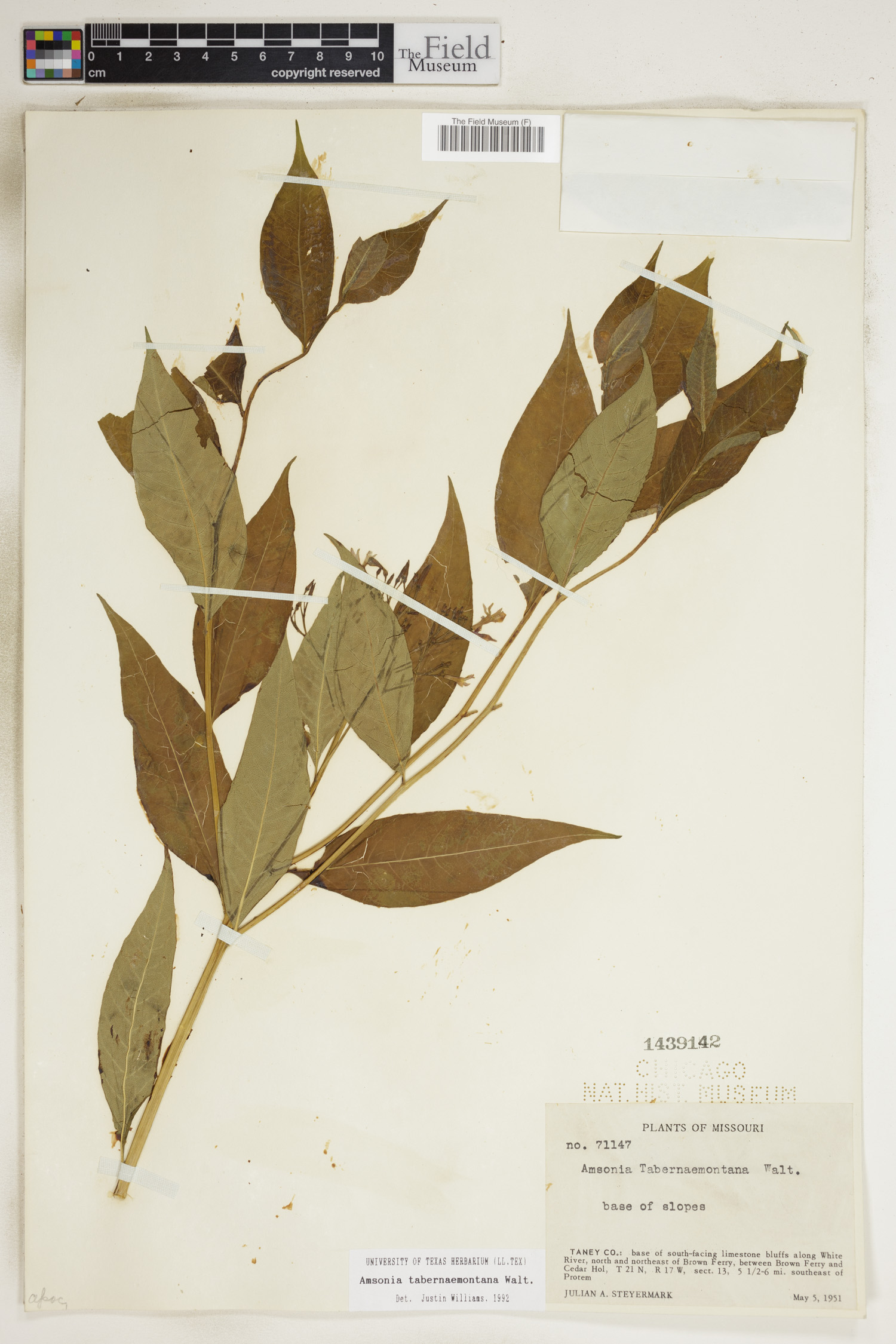 Amsonia tabernaemontana var. tabernaemontana image